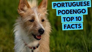 Portuguese Podengo  TOP 10 Interesting Facts [upl. by Fanning200]