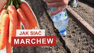 Genialny sposób na siew marchewki  Szybko i skutecznie  Działka Pani Ireny [upl. by Vidovic]