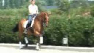 Sporthorse  Dressage horse for sale  SOLD [upl. by Aivilys]