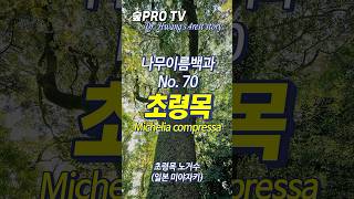 초령목 이름 유래와 특징 초령목 Micheliacompressa 난대숲 [upl. by Lupe]