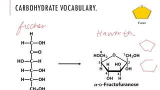 Carbohydrates Dr Terrell [upl. by December]