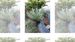 Encephalartos  garden plants [upl. by Aiet]