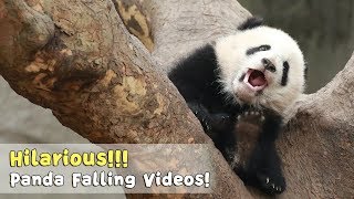 3 Minutes To Understand How Clumsy Pandas Are  iPanda [upl. by Randa]