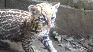 Miaulements de jeune ocelot  Young ocelot meowing [upl. by Dickson]