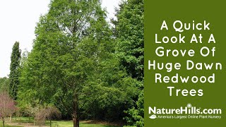 A Quick Look at a Grove of Huge Dawn Redwood Trees [upl. by Locke]