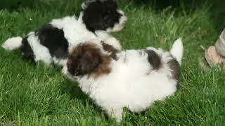 Henry Hershbergers Havapoo Puppies [upl. by Harden]