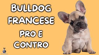 Bulldog Francese Pro e Contro [upl. by Aneras522]