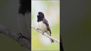 Yellow bellied seedeater singing shorts [upl. by Bevash]