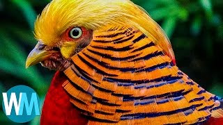 Top 10 Most Stunningly Beautiful Birds in the World [upl. by Aramois951]