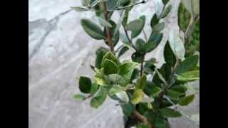 Feijoas finally planted [upl. by Orecic]