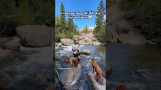 DOGS PLAY WATER IS LAVA 🌋 shorts dogshorts goldendoodle floorislava funnydogs cutedogs dogs [upl. by Oicnerolf]