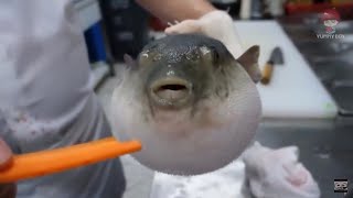 Pufferfish eats carrot full video [upl. by Lewes93]