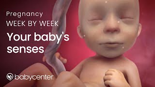 Your babys senses Pregnancy week by week [upl. by Joye]