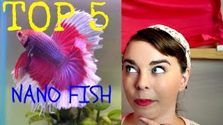 TOP 5 BEGINNER FISH FOR NANO TANKS  Freshwater [upl. by Kassia473]