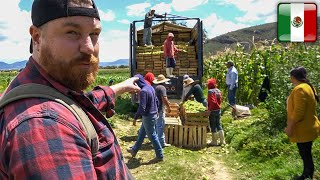 ALEMÁN trabajando en el CAMPO MEXICANO 🇲🇽 Un día en el Rancho WeroWeroTV [upl. by Motch]