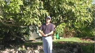 A022 Watering mango trees [upl. by Wye]