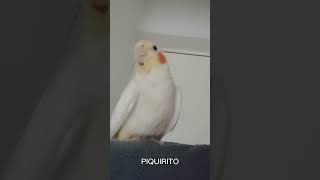 COCKATIEL SING Cucky addams family piquirito piquirito cacatua cockatiel cockatielsing [upl. by Mayberry]