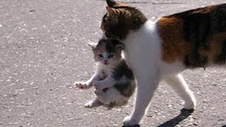 Mama Cat Carrying Baby Kittens Videos Compilation 2017 [upl. by Calvinna]