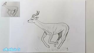 Come disegnare unantilope [upl. by Jerroll]