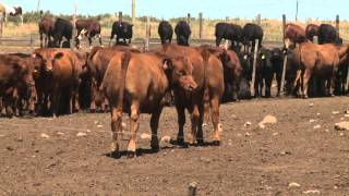 Argentinas Proteco Feedlot  May 16 2014 [upl. by Fidelas]