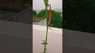 okra seedsbhindi ki seeds save karehow to save okra seed garden bhindi okra growingvegetables [upl. by Nadabb478]