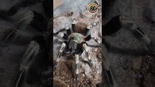 A geniculata vs N chromatus shorts [upl. by Eiten]