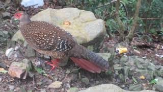 Swinhoes Pheasant Lophura swinhoii female  Dasyueshan National Forest Taiwan [upl. by Jordanna]