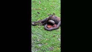 Snake Attacks and Eats Small Kangaroo WARNING GRAPHIC CONTENT [upl. by Lzeil449]