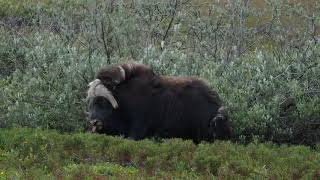 Muskox Ovibos moschatus [upl. by Regine]