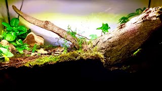 My Week Old 64L Forest Floor Terrarium [upl. by Phelps186]