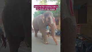 Andal going for her evening walk  its her everyday routine elephant joy taravenkatesh [upl. by Thin]