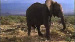 African elephant video Loxodonta africana 22 [upl. by Lebiralc]