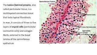 An InDepth Look at Seminiferous Tubule Histology [upl. by Silsby]