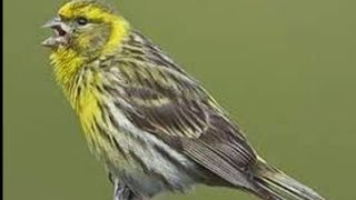 Le chant du Serin CiniSongs European Serin [upl. by Pierrepont]