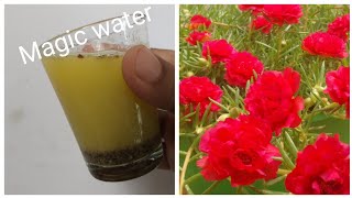 Magic water for Moss RosePortulaca plant care tipsHow to grow Moss Rose [upl. by Forsyth322]