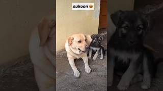 Sukunfill this puppy virile sort video swatithakur38 [upl. by Asin938]