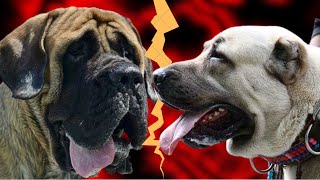 Kangal Shepherd Dog vs English Mastiff Fight  Who is more Stronger [upl. by Cook]