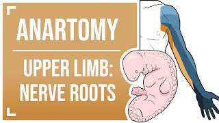 Dermatomes and Myotomes of the Upper Limb [upl. by Eppillihp]