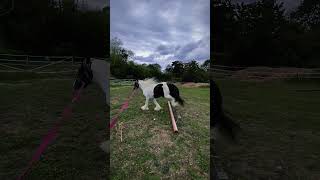 Mavvy moo is learning to jump 🥹🫶 equestrian sj jumping ponyfun horse fypシ゚viral [upl. by Eecram]