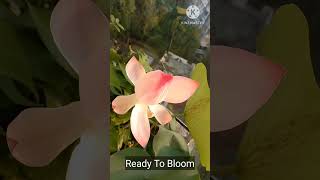 Ready To Bloom shorts viral trending [upl. by Zolnay]