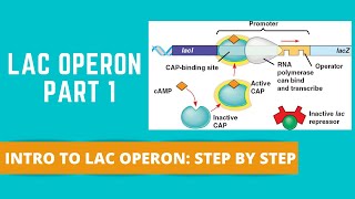 LAC OPERON PART 1 INTRO TO LAC OPERON [upl. by Rehm]