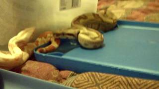 Coral Sunglow amp Salmon Jungle het Albino [upl. by Euqinommod87]