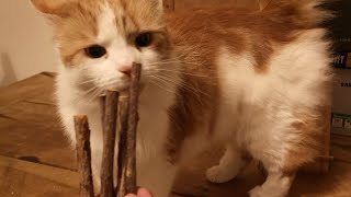 Catnip Matatabi Chew Sticks For Cats [upl. by Thacker]