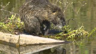 Coypu Nutria  Myocastor coypus [upl. by Vernice854]