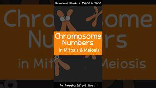 Chromosome Numbers in Mitosis amp Meiosis  Amoeba Sisters Shorts [upl. by Burnaby]