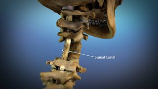 Normal Spinal Cord Anatomy  Medical Animation [upl. by Solrak]