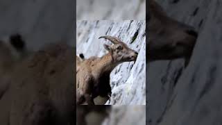 ¡Las Cabras Que Desafían La Gravedad 🐐 carlosarturotm AnimalesIncreíbles SupervivenciaExtrema [upl. by Yorgo809]