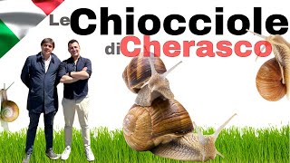 le Chiocciole di Cherasco Dentro la produzione delle Lumache nelle Langhe langhe chiocciole [upl. by Siroled]