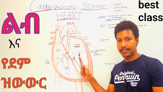 Cardiovascular systemHeart❤ልብ  Anatomy and Physiology class  የደም ዝውውር ደም ቅዳ ደም መልስ [upl. by Emmer]