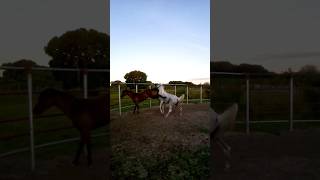 Horses fightingCrazy sound take place [upl. by Marys]